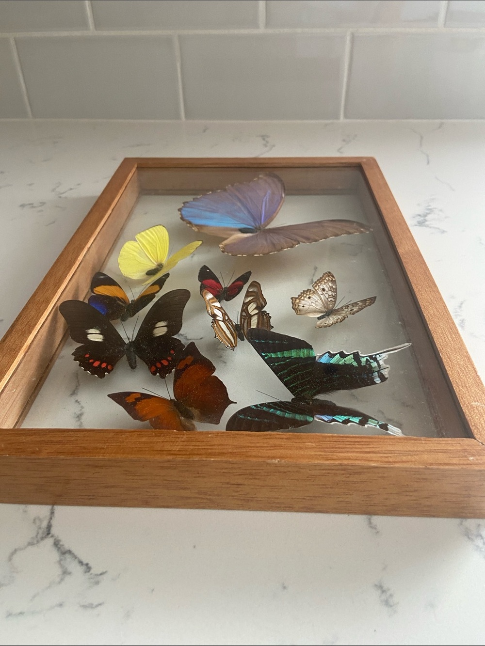 Vintage Real Butterfly Specimen Shadow Box Blue Morpho Wood Frame - Picture 11 of 12